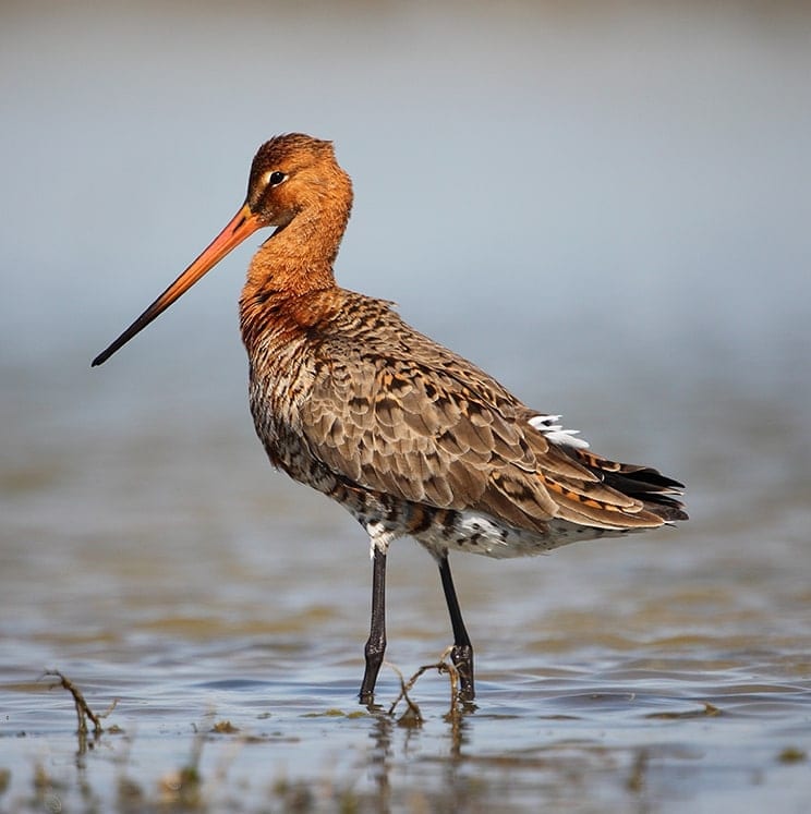 bird-image