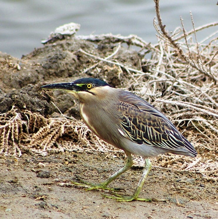 Striated Heron