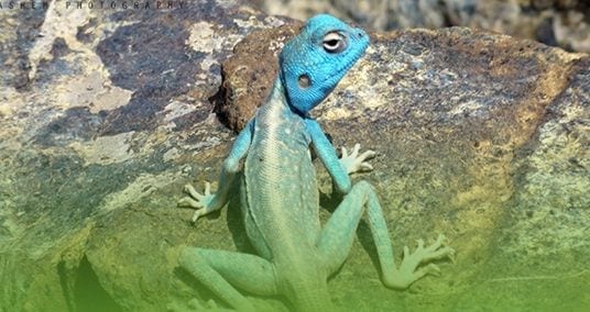 Reptiles