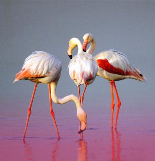 nature birds