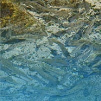 nature fish