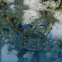 nature invertebrates