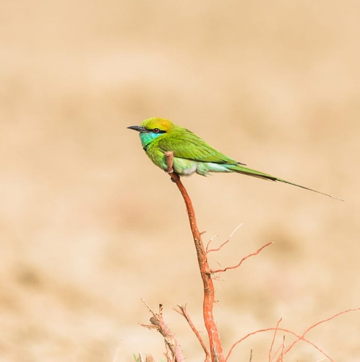 bird-image