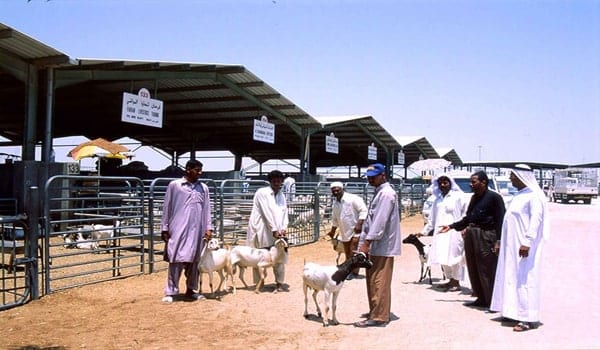 سوق المواشي بالقصيص