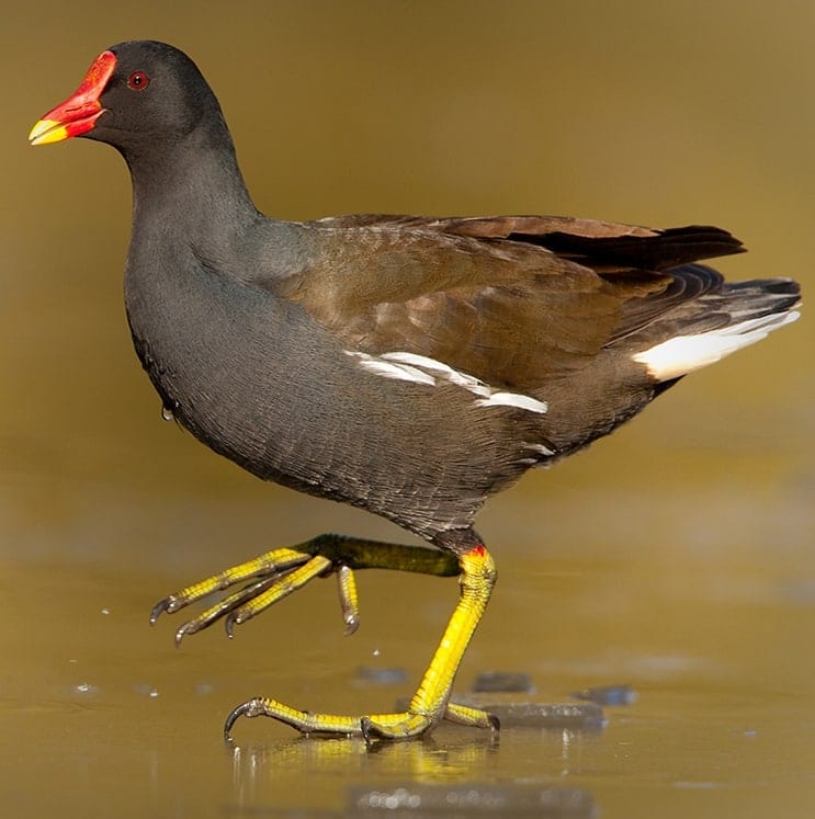 bird-image