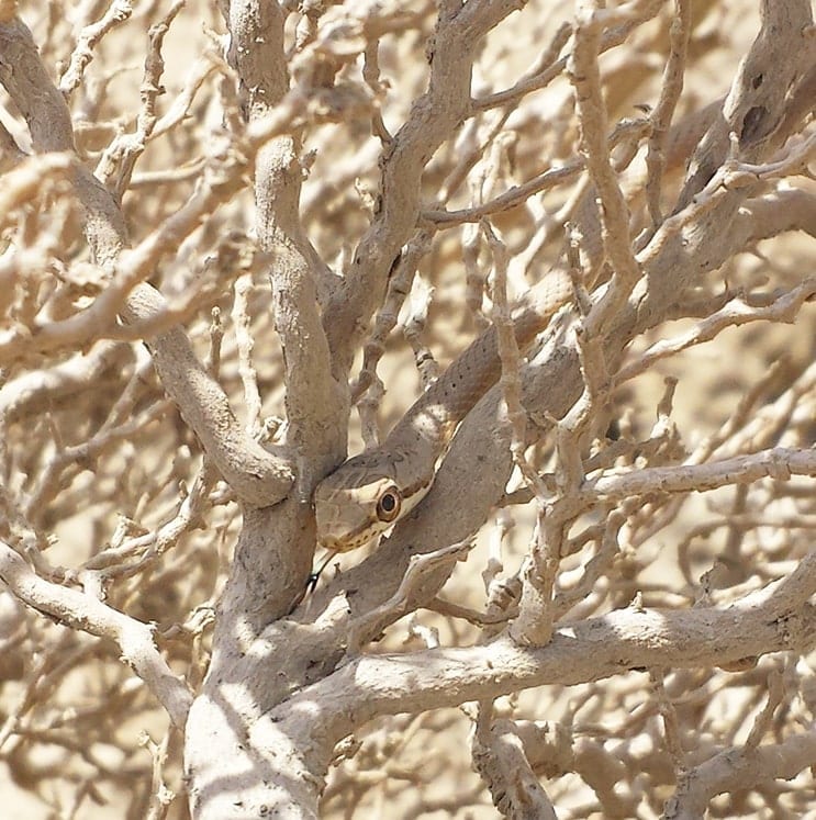 bird-image