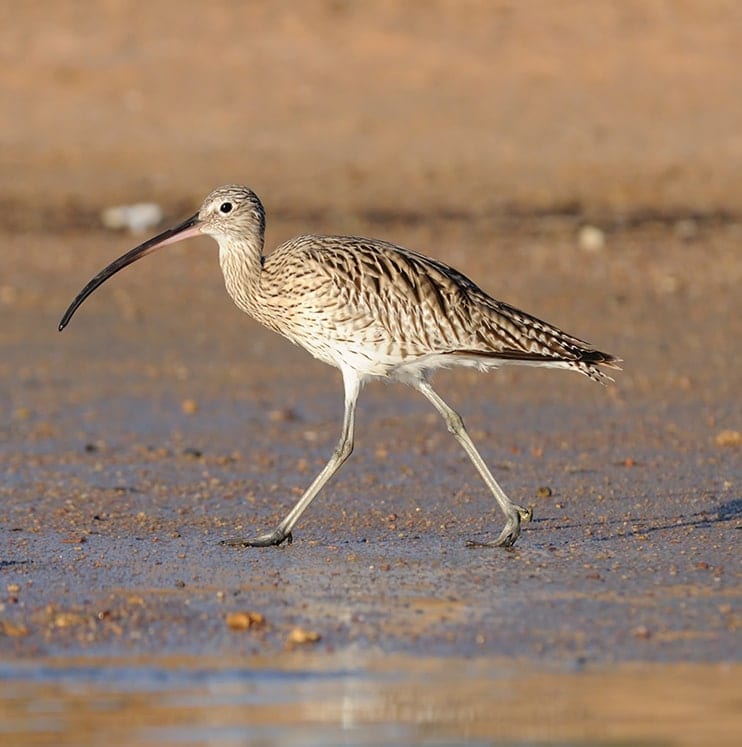 bird-image