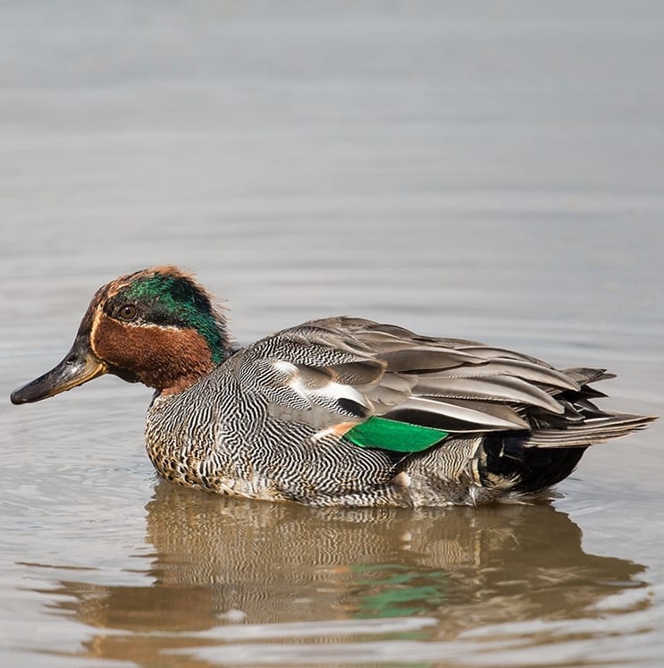 bird-image