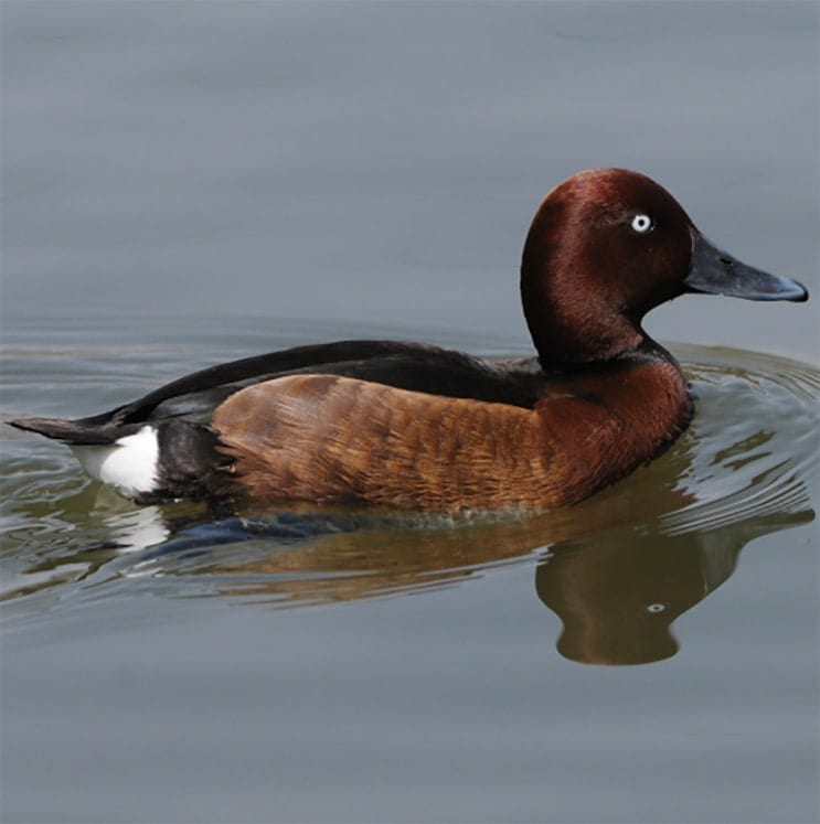 bird-image