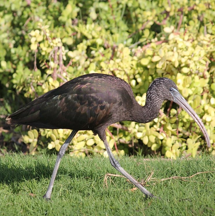 bird-image
