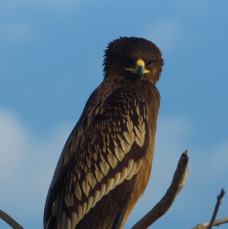 bird-image
