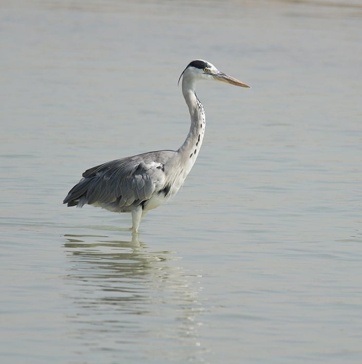 bird-image