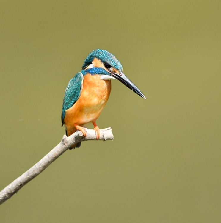 bird-image