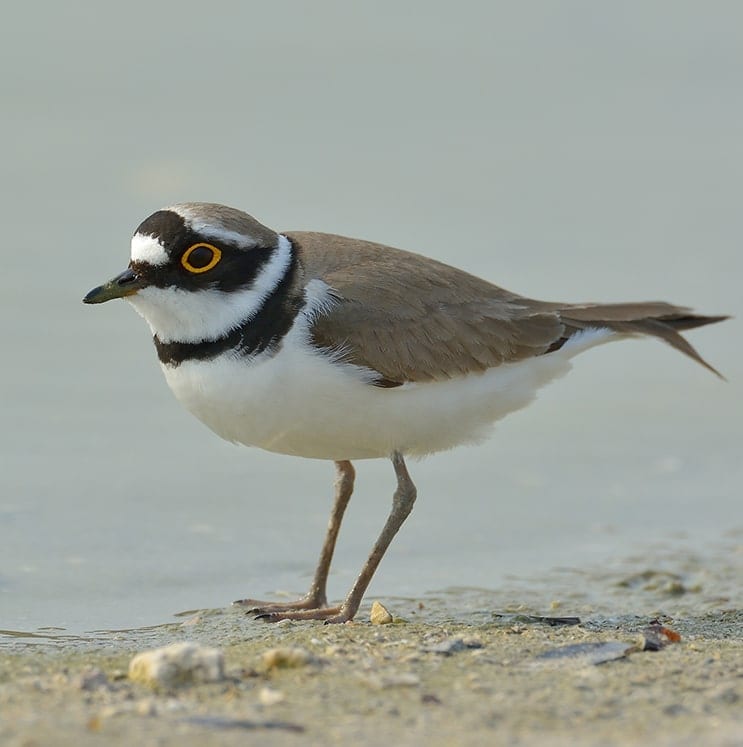 bird-image