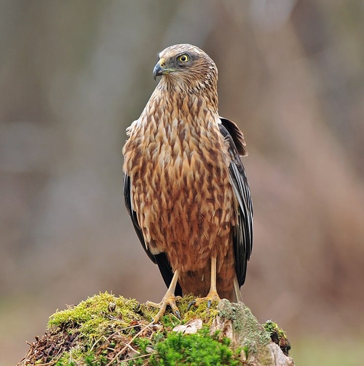 bird-image