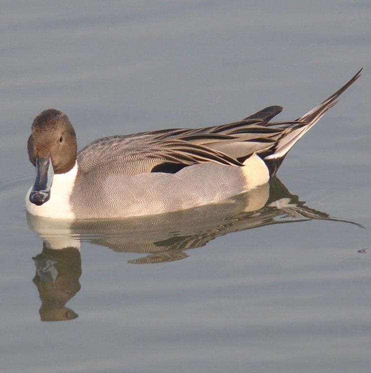 bird-image