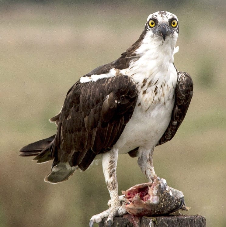 Western Osprey