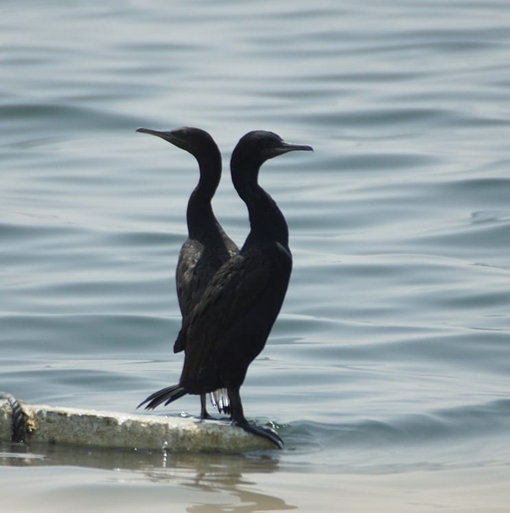 bird-image