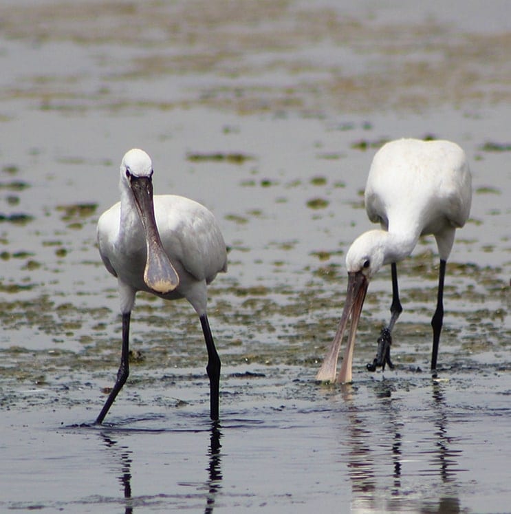 bird-image