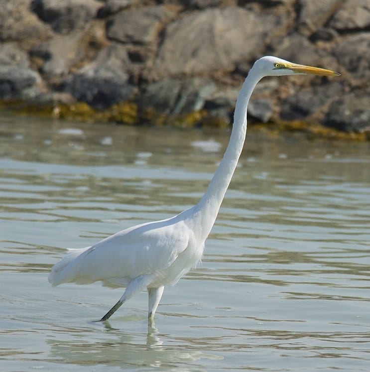 bird-image