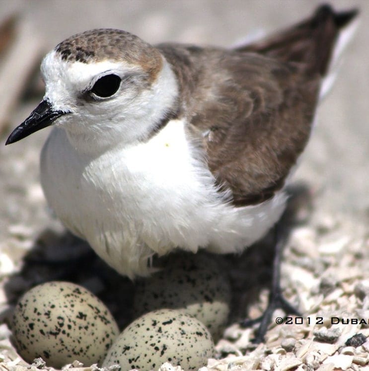 bird-image