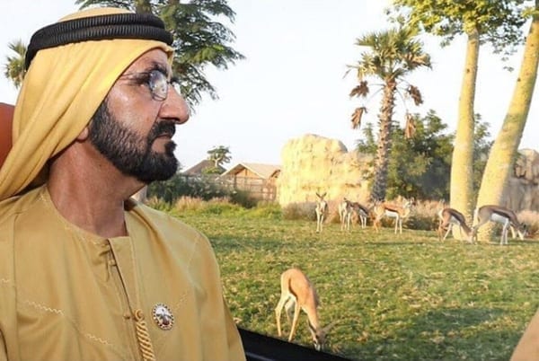 سفاري دبي
