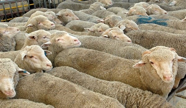 Cattle Market Al Qusais - سوق المواشي بالقصيص