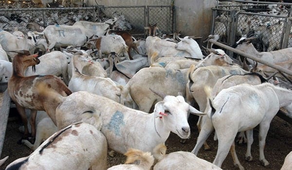 Cattle Market Al Qusais - سوق المواشي بالقصيص