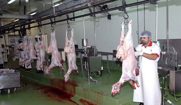 Cattle Market Al Qusais - سوق المواشي بالقصيص