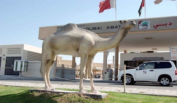 Cattle Market Al Qusais - سوق المواشي بالقصيص