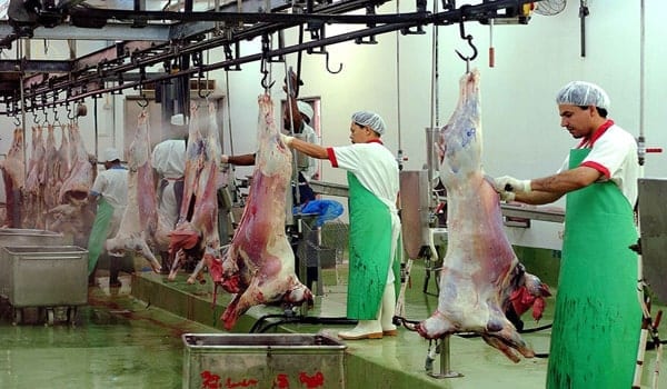 Cattle Market Al Qusais - سوق المواشي بالقصيص