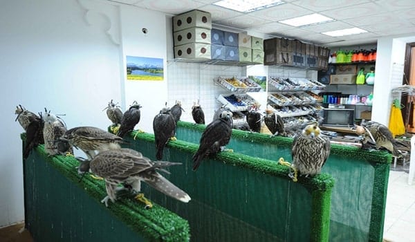 Falcon Centre - مركز الصقور