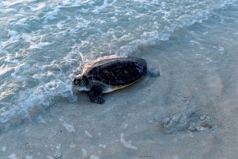 Turtles